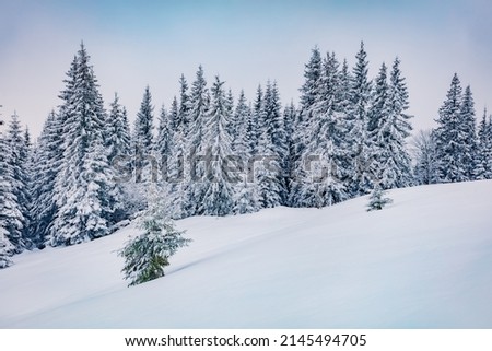 Untouched winter landscape. Frosty morning view of Carpathian valleys with snow covered fir trees. Calm outdoor scene of mountain forest. Christmas postcard.
