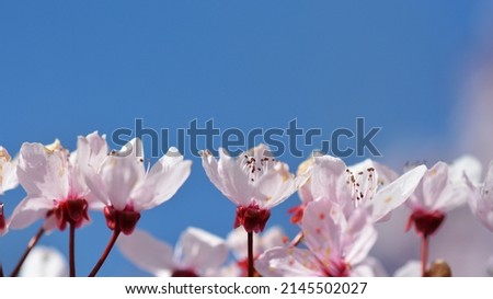 Beautiful colorful spring flower on a blooming fruit tree.