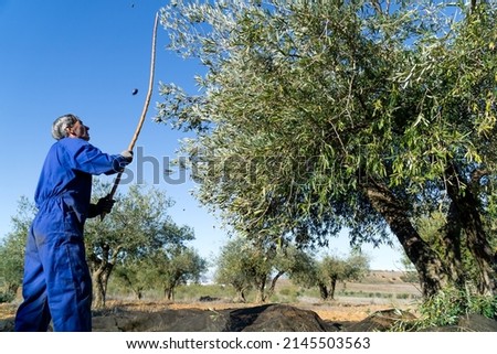 Older man dressed in blue harvesting olives in the traditional way with a stick with plenty of copy space on the right - concept of labor and agriculture. Royalty-Free Stock Photo #2145503563