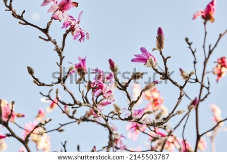 Branches of a pink Loebner Magnolia (Leonard Messel, Magnolia loebneri) in bloom.
