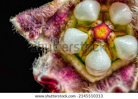 Macro View of a Climbing Milk Weed Flower