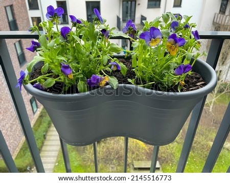Decorative flower pot with vibrant yellow and blue color pansies viola cornuta garden flowers hanging on a balcony terrace fence close up