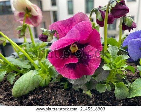 Beautiful vibrant purple pink garden pansy viola tricolor decorative flowers in balcony garden close up, floral wallpaper background with pansy flowers