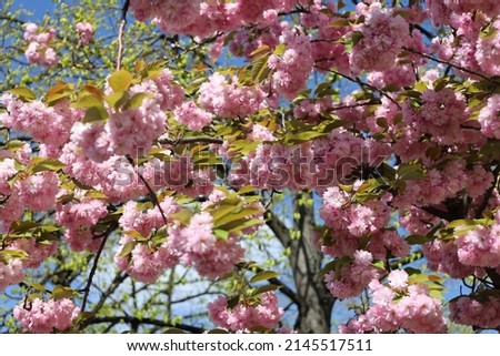 cherry blossom ans blue sky , pink flowers on tree in Paris
