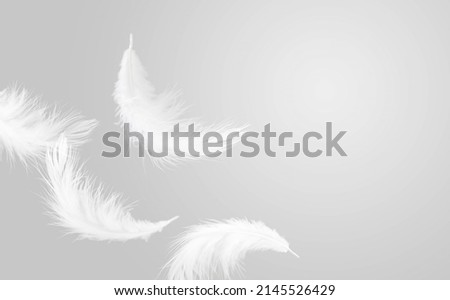 White Fluffy Feathers Floating in the Air. Swan Feathers Flying in Heavenly. Softness Gray and White Tone Stlye. Royalty-Free Stock Photo #2145526429