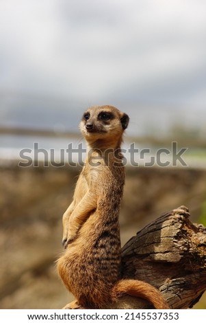 Meerkats or Suricates are mammals and members of the Mongoose family. Meerkats live in the Kalahari Desert in Botswana and South Africa.