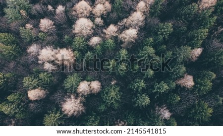 Aerial shot of evergreen coniferous forest, top down view. Green trees texture for natural background.