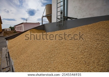 Rice stock on food plant. 