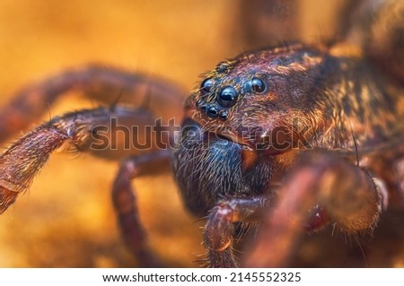 Portrait of Ground wolf spider, Trochosa terricola, close up macro photo