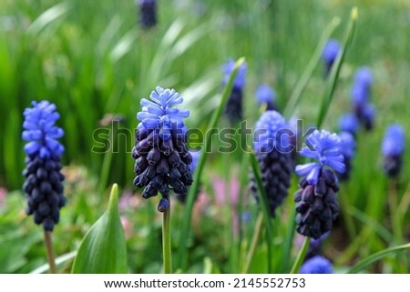 Clusters of tiny bell shaped blue flowers of the grape hyacinth, or 'Muscari latifolium'.  Royalty-Free Stock Photo #2145552753