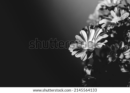 Black and white flowers. Funeral chrysanthemums bouquet. Art picture. Background with copy space. Text place. Holiday mockup design of gift certificate. Remembrance day card template. Mourning store.