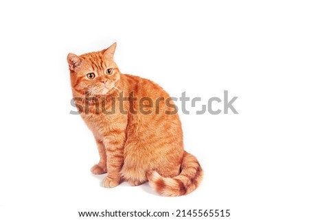 Portrait of adorable orange british cat looking away and sitting on white studio background