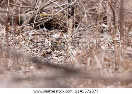 Very well hidden American Woodcock in a straw and leaf setting, in a boreal forest, Quebec, Canada.