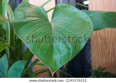 green plant leaves after watering in the morning
