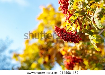 Clusters of red rowan ash against the sky