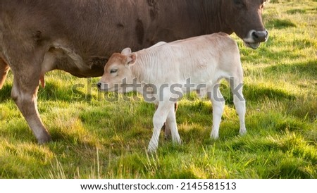 White calf sucking cow udder in a green field