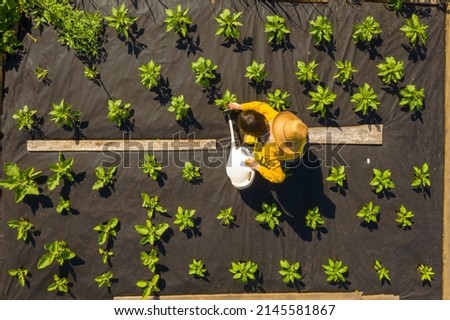 A young girl in a straw hat is standing in the middle of her beautiful green garden, covered in black garden membrane, view from above. A woman gardener is watering the plants with watering can Royalty-Free Stock Photo #2145581867