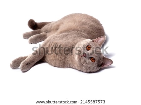 Scottish lilac cat lying on its side on a white background, isolated image, beautiful domestic cats, cats in the house, pets