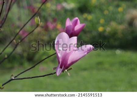 pink color magnolia flower and green background close-up