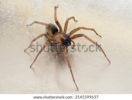 A Close-up Focus Stacked Image of a Small Long Legged Brown Spider on a Brushed Stainless Steel Surface