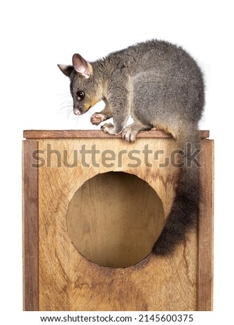 Brushtail Possum aka Trichosurus vulpecula, sitting side ways on wooden box. Looking  side ways away from camera. Paws and nails on edge of circle. Tail hanging down. Isolated on a white background. Royalty-Free Stock Photo #2145600375