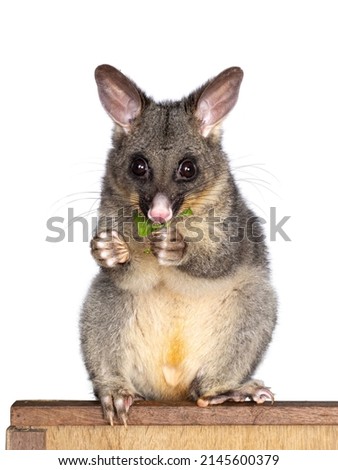 Brushtail Possum aka Trichosurus vulpecula, sitting facing front wooden box. Looking straight to the camera. Eating fresh green spinach from paws. Isolated on a white background.