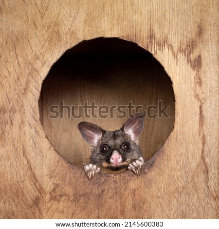 Brushtail Possum aka Trichosurus vulpecula, sitting in wooden box. Looking out through round hole straight to the camera. Paws and nails on edge of circle.