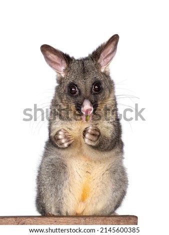 Brushtail Possum aka Trichosurus vulpecula, sitting facing front wooden box. Looking straight to the camera. Eating fresh green spinach from paws. Isolated on a white background.