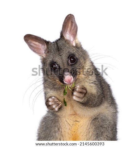 Head shot of Brushtail Possum aka Trichosurus vulpecula, sitting facing front wooden box. Looking straight to the camera. Eating fresh green spinach from paws. Isolated on a white background.
