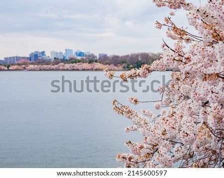 Beautiful skyline of downtown with cherry blossom at Washington DC