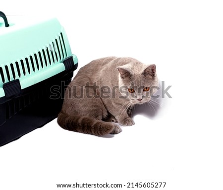 isolated image, A Scottish straight cat sitting near a cat carrier for carrying animals, beautiful domestic cats, cats in the house, pets, going to the vet, transporting animals