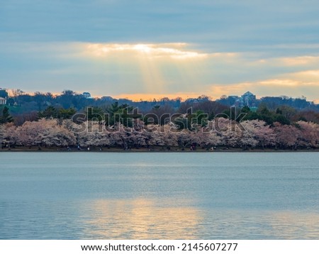 Beautiful sunset skyline of downtown with cherry blossom at Washington DC