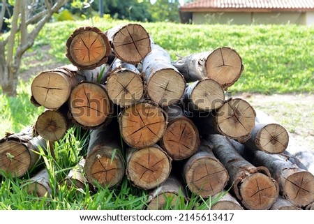 Trunk. Thick logs in the sunlight, waiting for transport to the sawmill. The photo was taken at the beginning of the Brazilian summer season, Brazil, South America