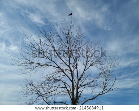 A barren tree under a cloudy sky with crows on and above it.