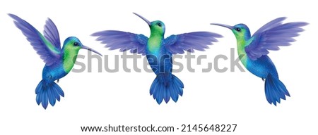 Flying hummingbird realistic set with tropical fauna isolated vector illustration Royalty-Free Stock Photo #2145648227