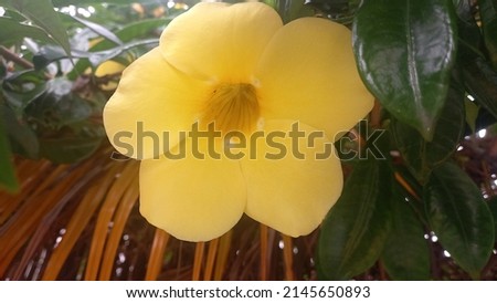 picture of yellow flower made in a feather tree in the garden