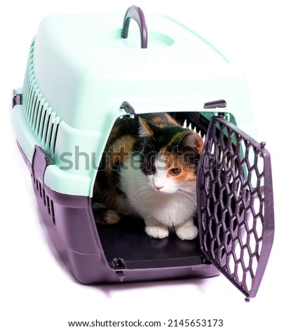 isolated image, bright cat in a cat carrier for transportation, beautiful domestic cats, cats in the house, pets, going to the vet, traveling with a cat