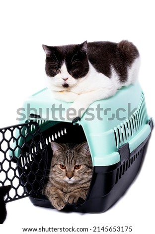 Scottish bicolor cat is sitting on a cat carrier, and inside there is a tiger cat, an isolated image, beautiful domestic cats, cats in the house, pets, a trip to the vet, a trip with an animal