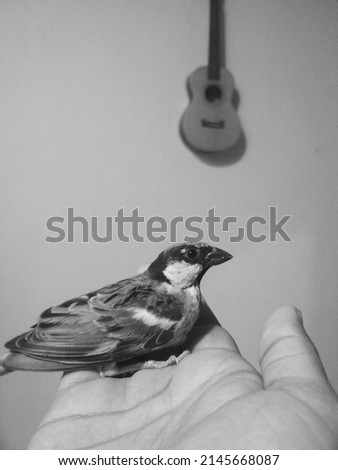 Black and white picture of sparrow on human hand with blurred background