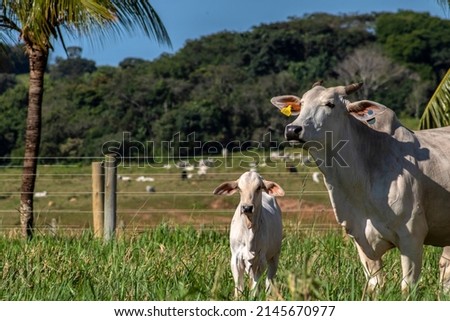 Herd of Nelore cattle grazing in a pasture on the brazilian ranch Royalty-Free Stock Photo #2145670977