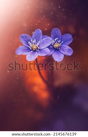 Macro of two purple anemone hepatica flowers on fiery orange background. Magical particles floating in the air. Shallow depth of field, magical light Royalty-Free Stock Photo #2145676139