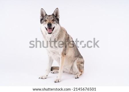 Czechoslovakian wolfdog sitting on white backgrounds