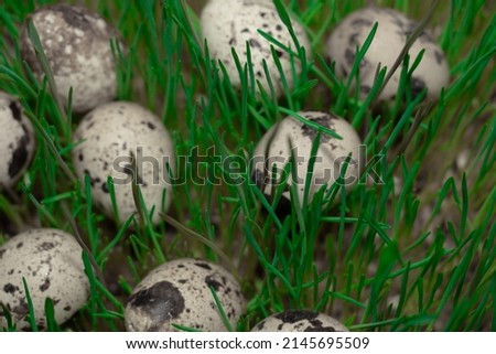 Easter poster and banner. bird eggs on the green grass