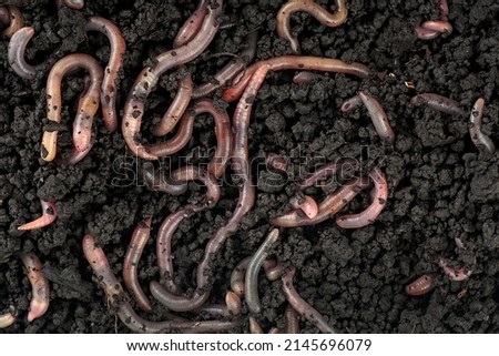 Garden compost and worms - top view of earthworms in black soil as background. Royalty-Free Stock Photo #2145696079