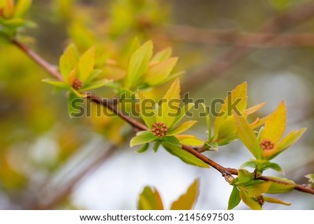 spring background thin spring twigs with young fresh tree buds , spring mood