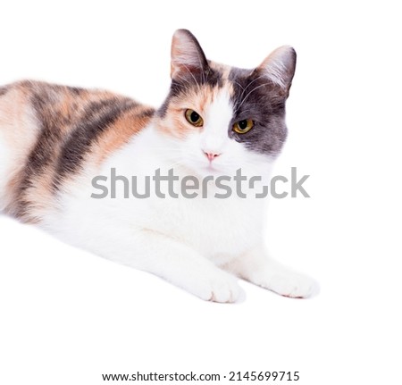tricolor cat portrait front view on white background, isolated image, beautiful domestic cats, pets,