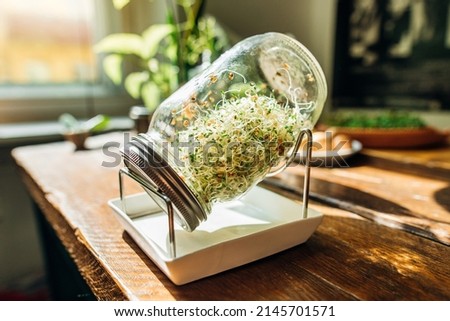 Sprouting glass, germination glass for sprouts, filled with green sprouts,
alfalfa seeds on a wooden table.  Royalty-Free Stock Photo #2145701571