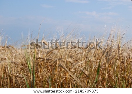  Wheat Field Sky. Nature Landscape.