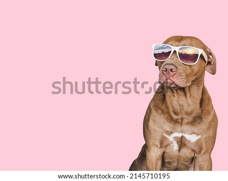 Lovable, pretty brown puppy and sunglasses. Travel preparation and planning. Close-up, indoors. Studio photo, isolated background. Concept of recreation, travel and tourism. Pets care