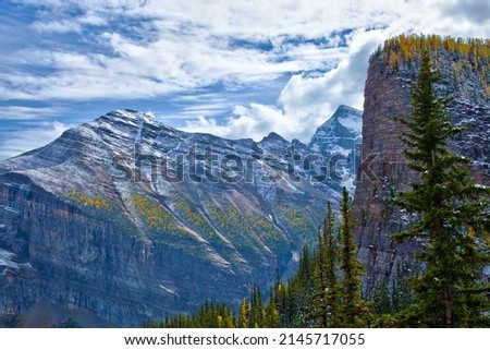 Yellow larches in Autumn above Lake Louise in Banff National Park, Alberta, Canada